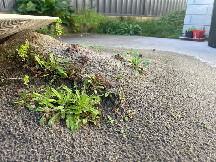 沙石堆上的草